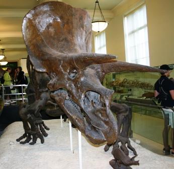 Triceratops