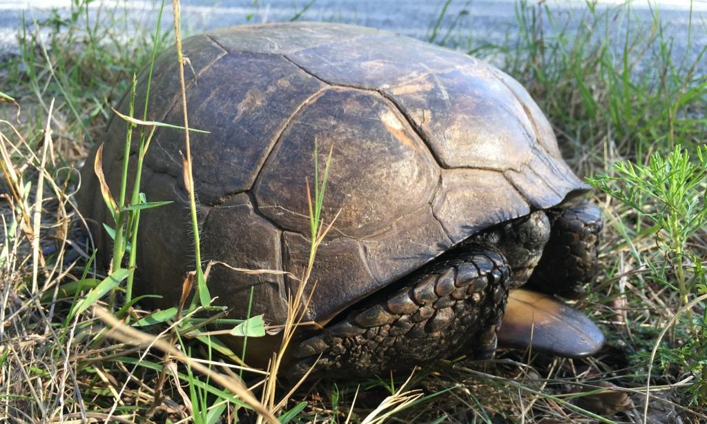 tortoise 1