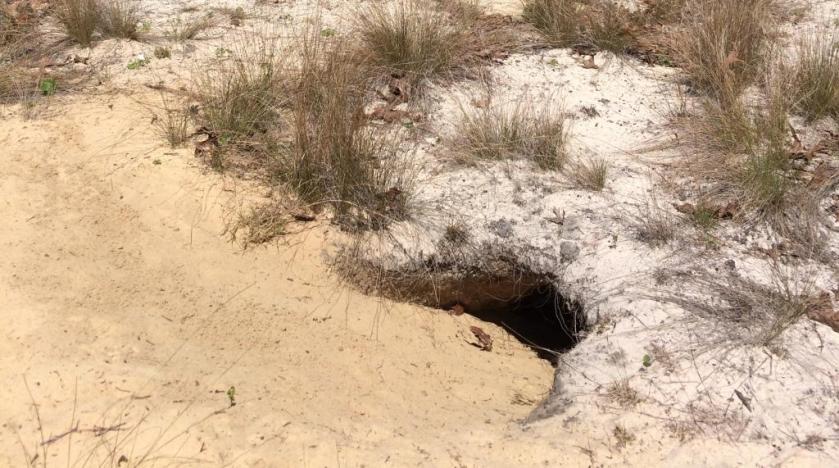 tortoise burrow
